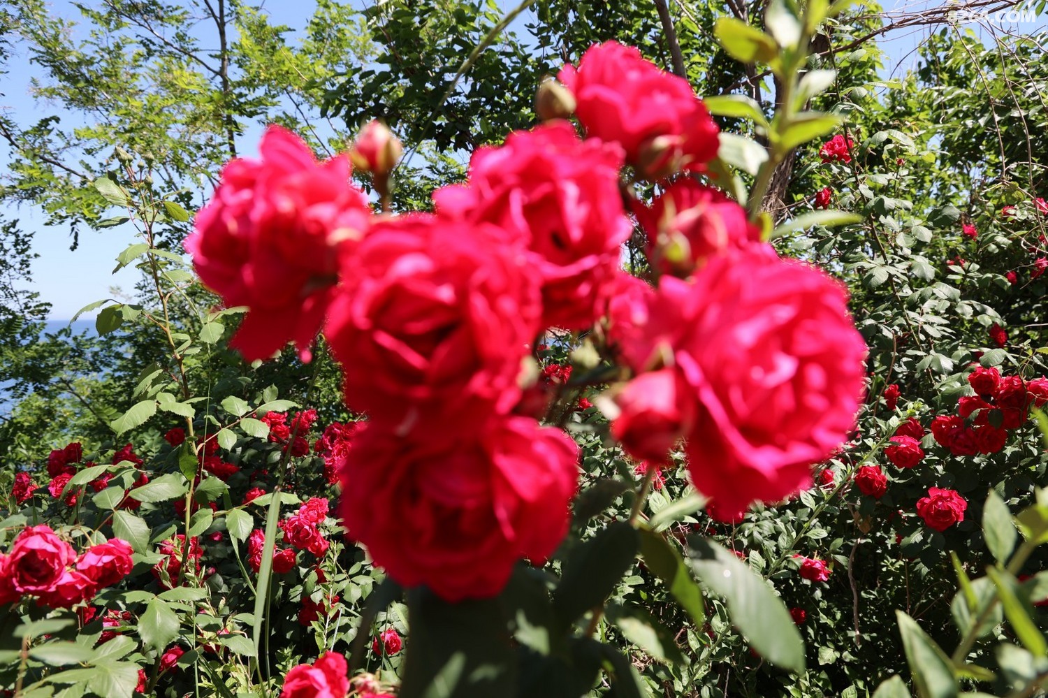 8P5A0183.JPG