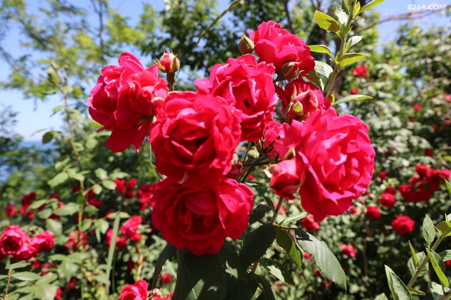 8P5A0184.JPG
