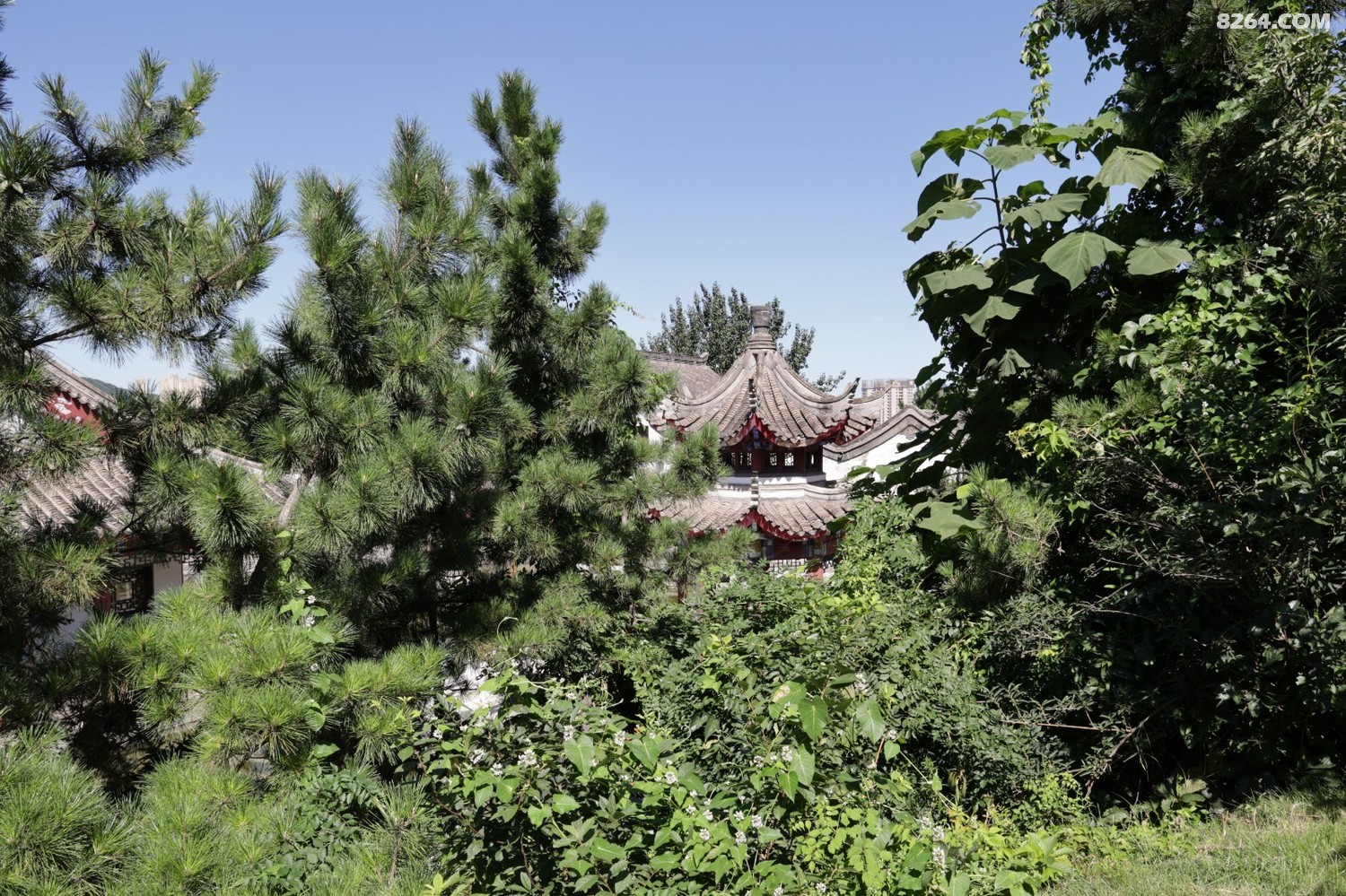 8P5A0915.JPG