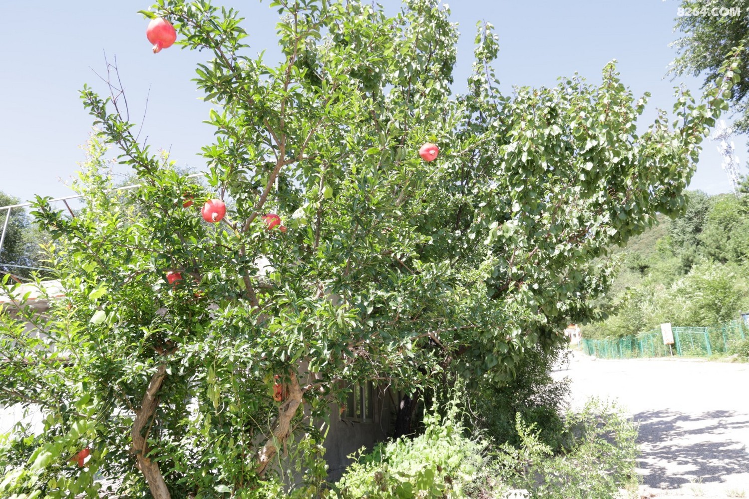 8P5A0951.JPG
