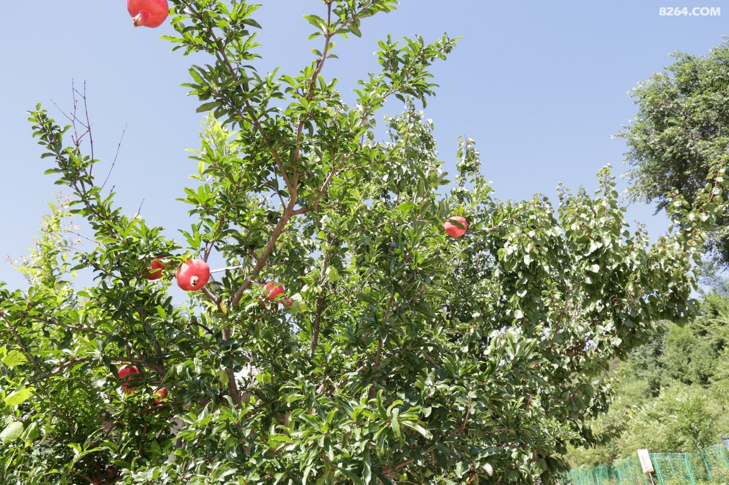 8P5A0952.JPG