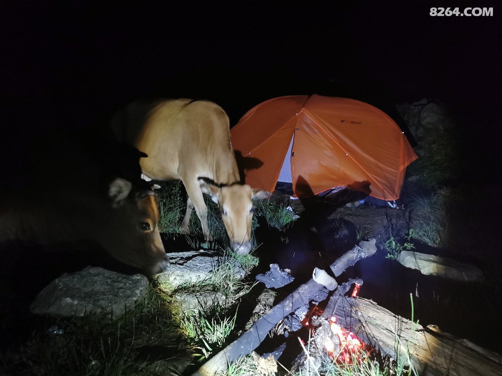 ҹȻţȺ飬ͬǣһˣ߶һѻ