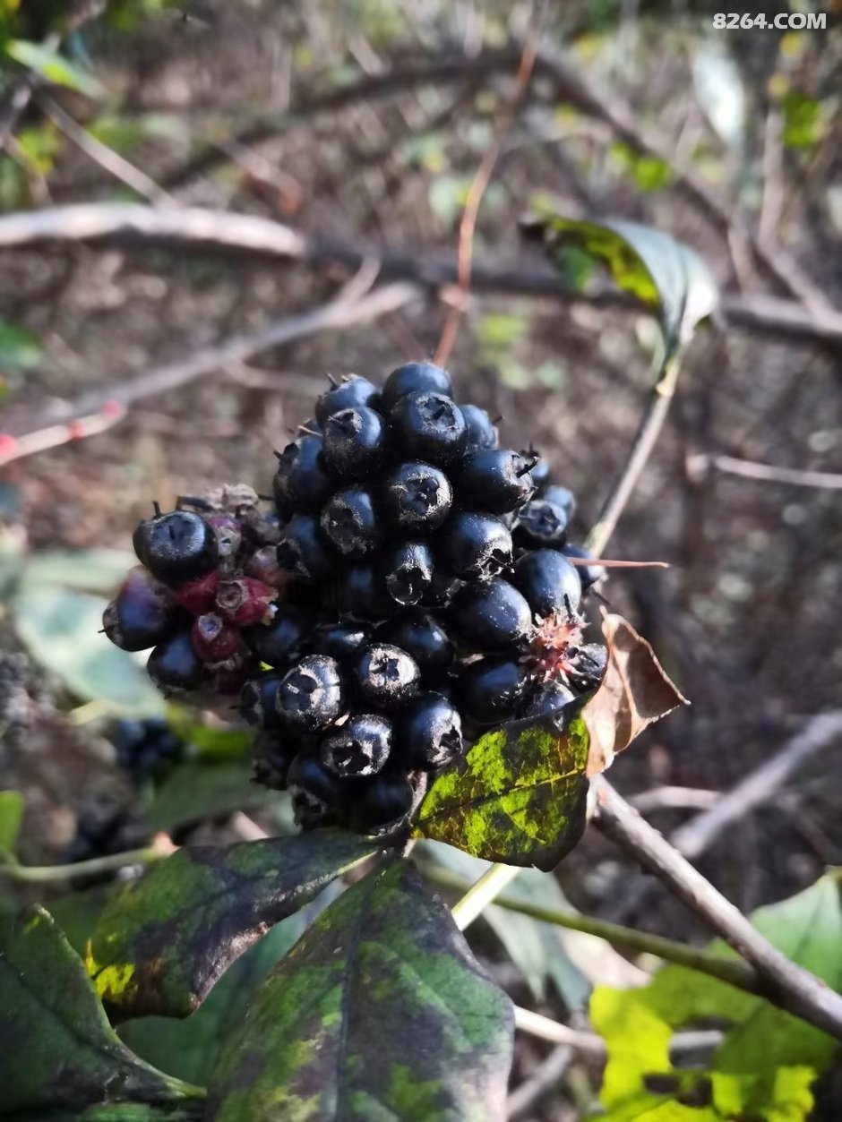 小黑牛简介 031621nn6idauhdic72fin.jpeg!t3w825h0