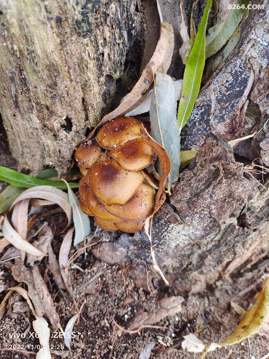 小黑牛简介 031819sld586dqwsljl180.jpg!t3w825h0