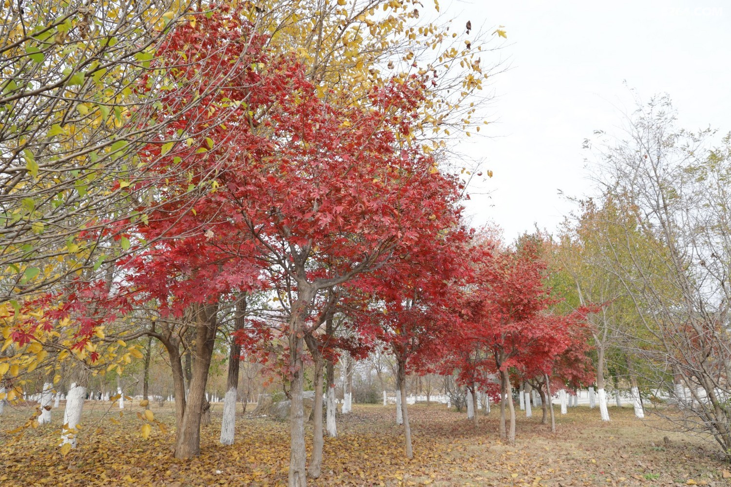 8P5A1008.JPG