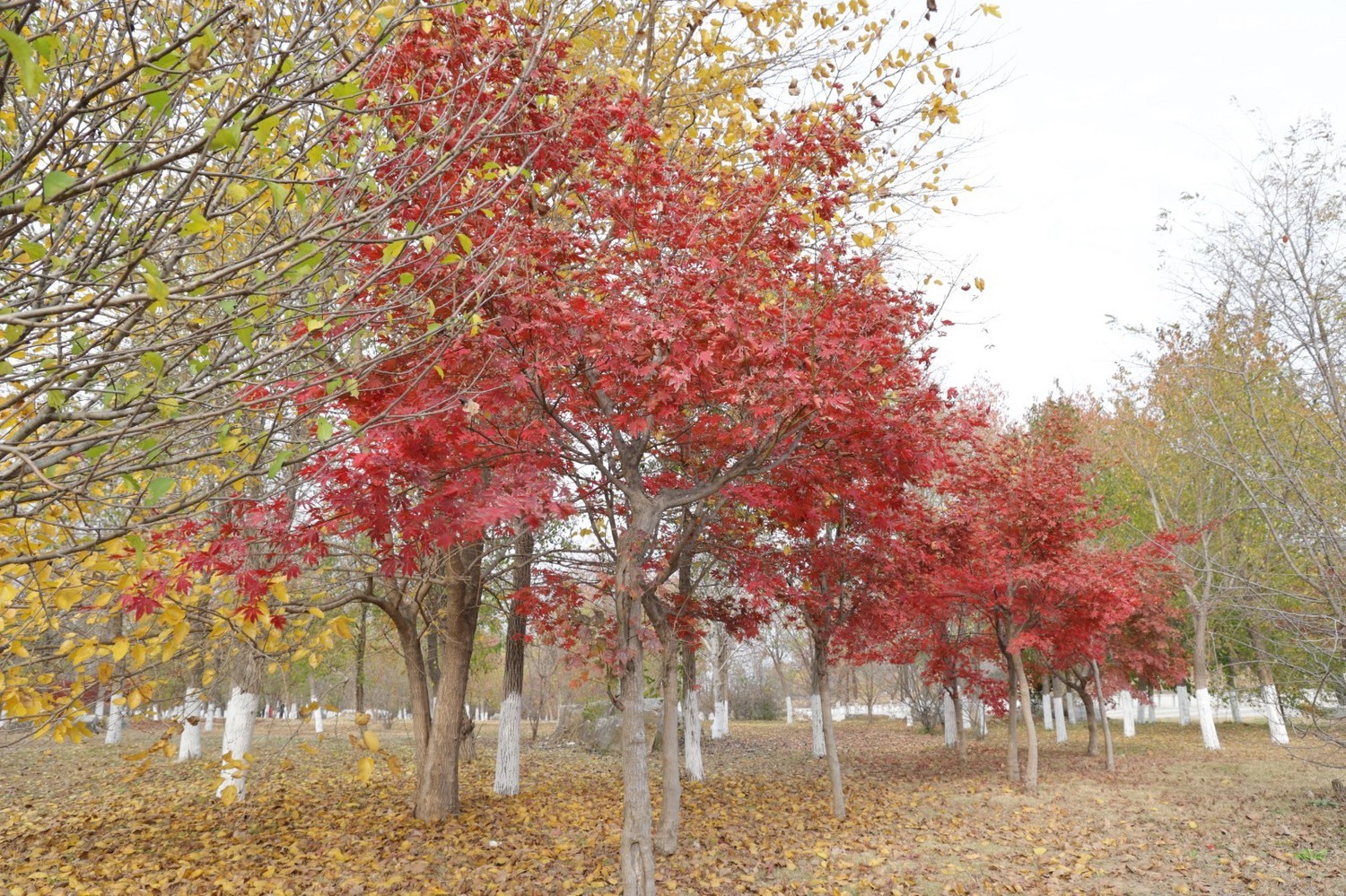 8P5A1009.JPG