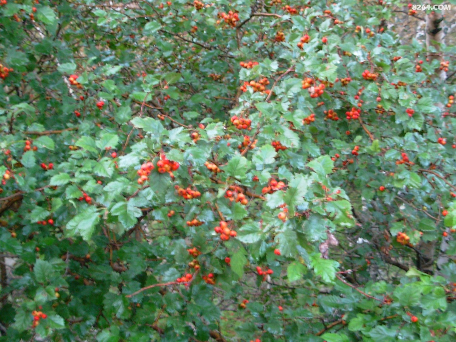 DSCN2202.JPG