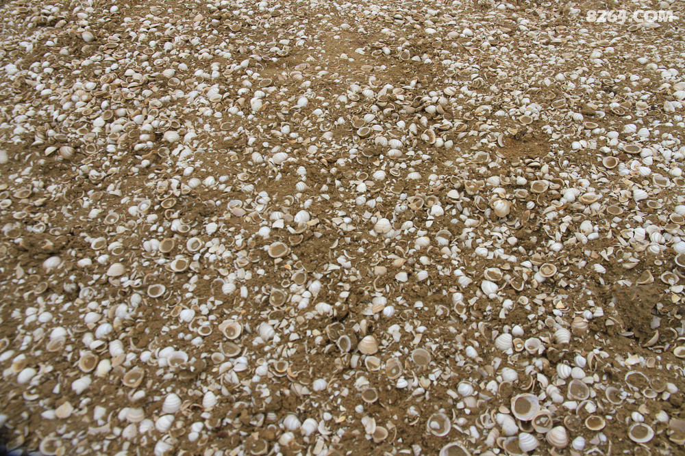 ڶڼԱԼ30һɫĵԶһڻĮ֮Уʼ֪ǶѻɵɽԼ2Լ70ףԼ20סǴԼͭǮСԼĴָڼƵıǣͬμɳһ𣬲ǧ˰̬ԭһƬˮĹź񣬹źȥ½¡𡣱ǹź٣Ҳǲ׺ɣļ֤һȻۣΪֹй½طֵģĹز㣬оظԭݱ֤ݣнϸߵĵѧμֵ