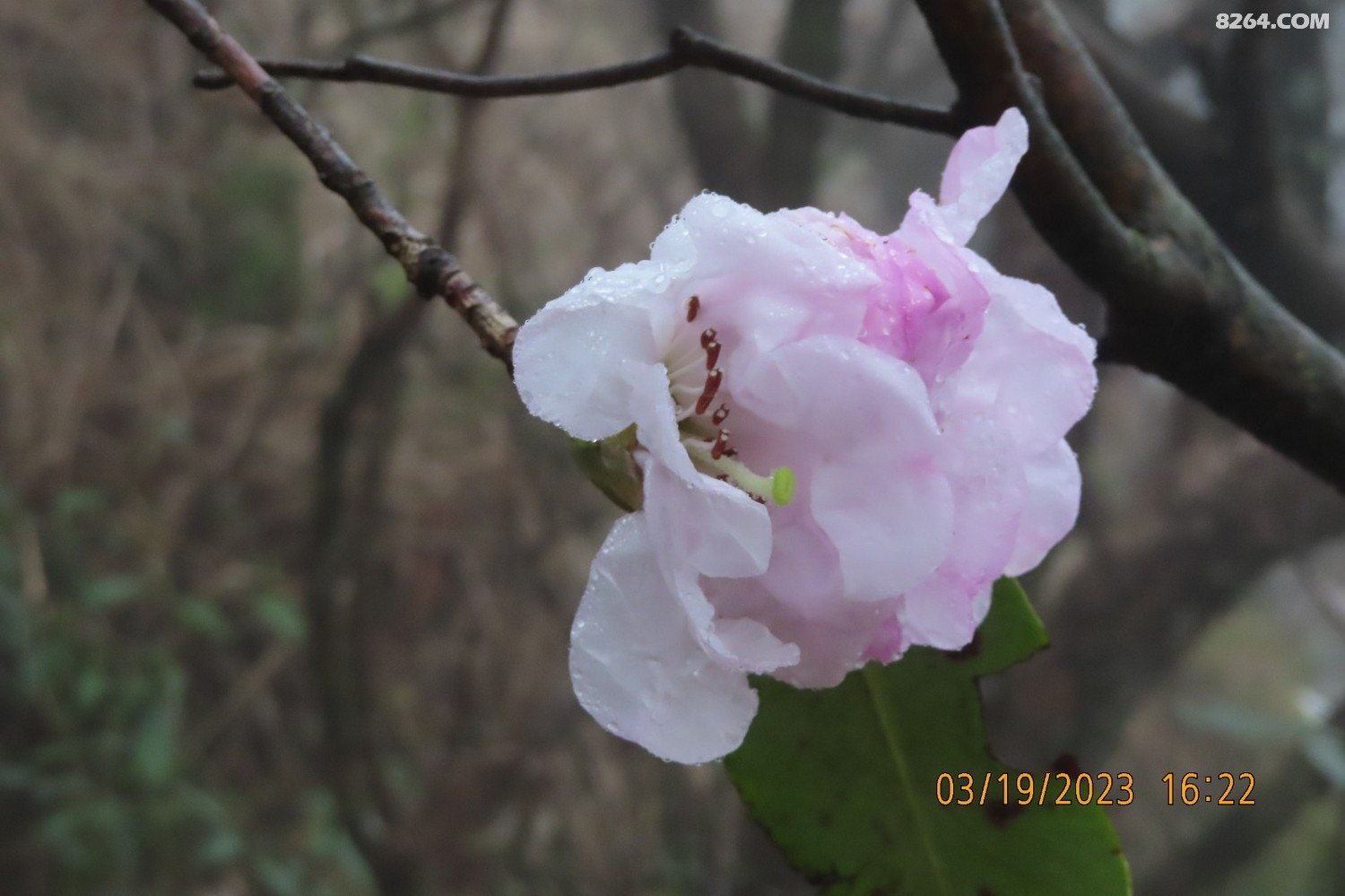 IMG_7814.JPG