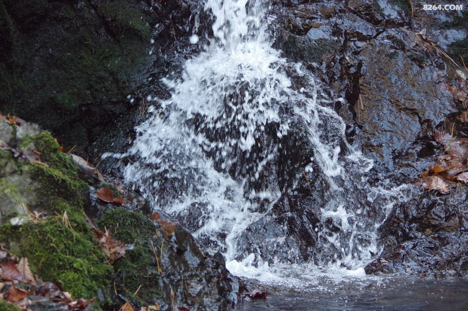 IMGP8635.JPG