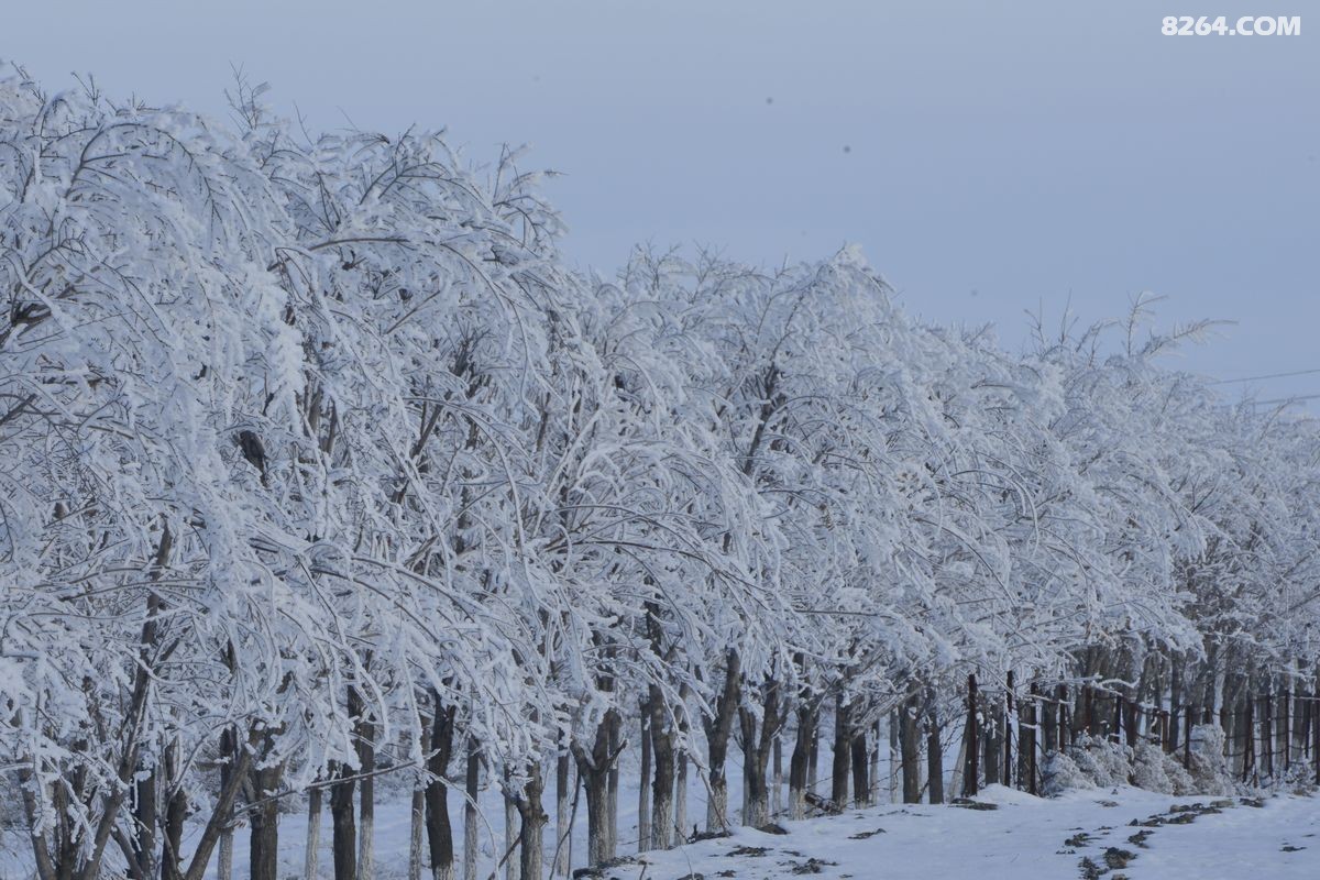 ѩ����������ѩ (2).JPG