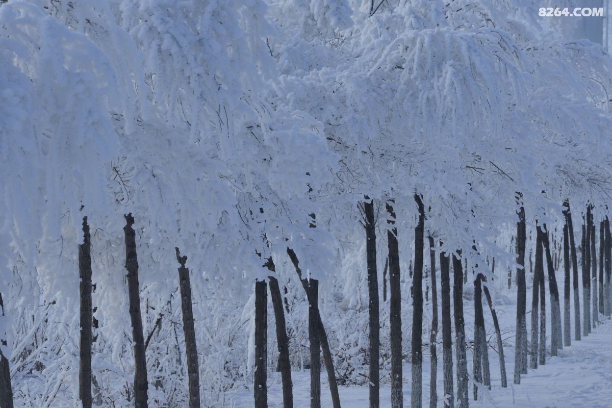 ѩ����������ѩ (3).JPG