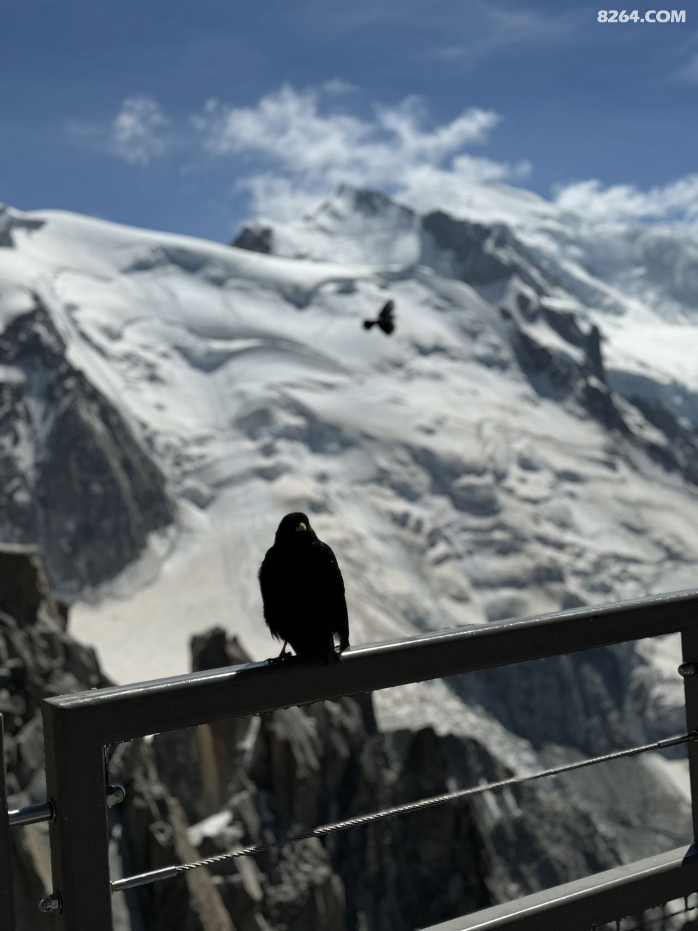 Alpine Chough,ѻ1500-400׵İ˹ɽ ̺ͣȡ