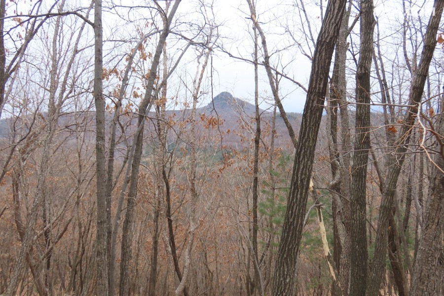IMG_6987.jpg