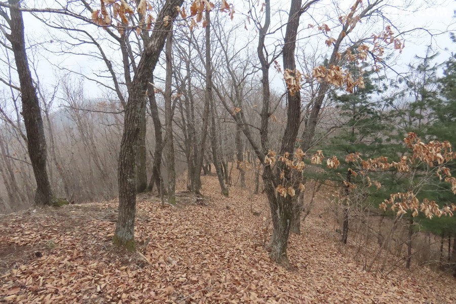 IMG_7685.jpg