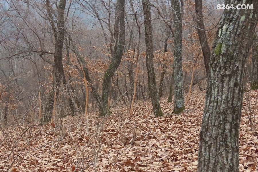 IMG_7686.jpg