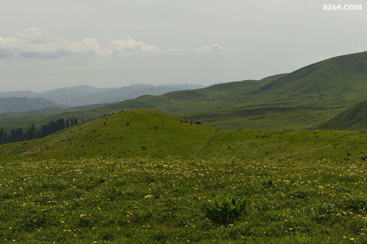 ��Խ���⣬���˰��ﻭ����ʥȪ���λ�֮�� (1).JPG