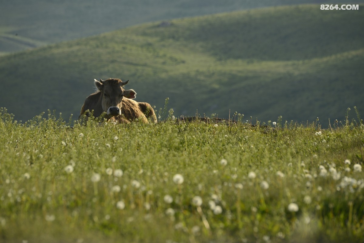 ��Խ���⣬���˰��ﻭ����ʥȪ���λ�֮�� (23).JPG