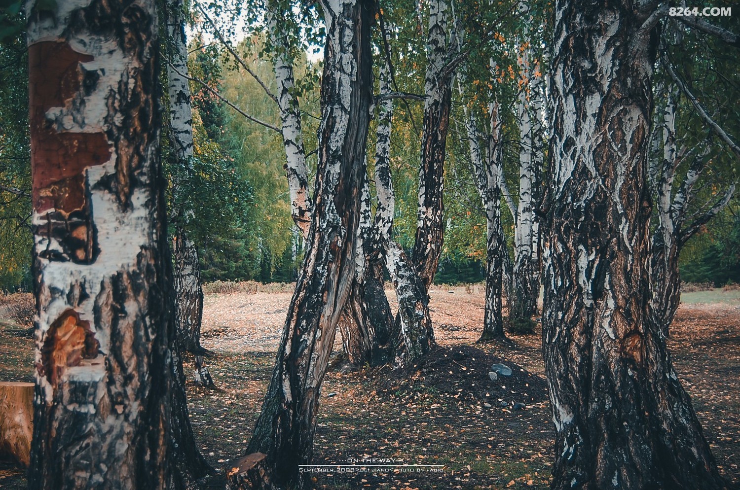 DSC_0493.JPG
