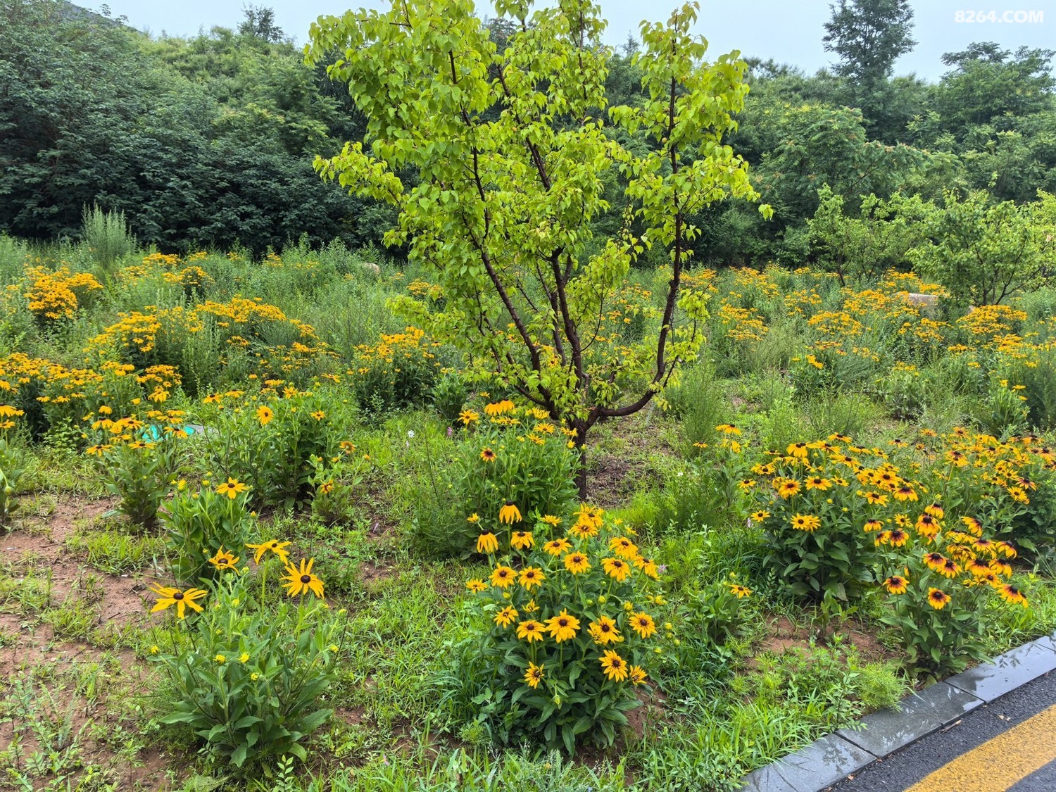 IMG_20250615_090108.jpg