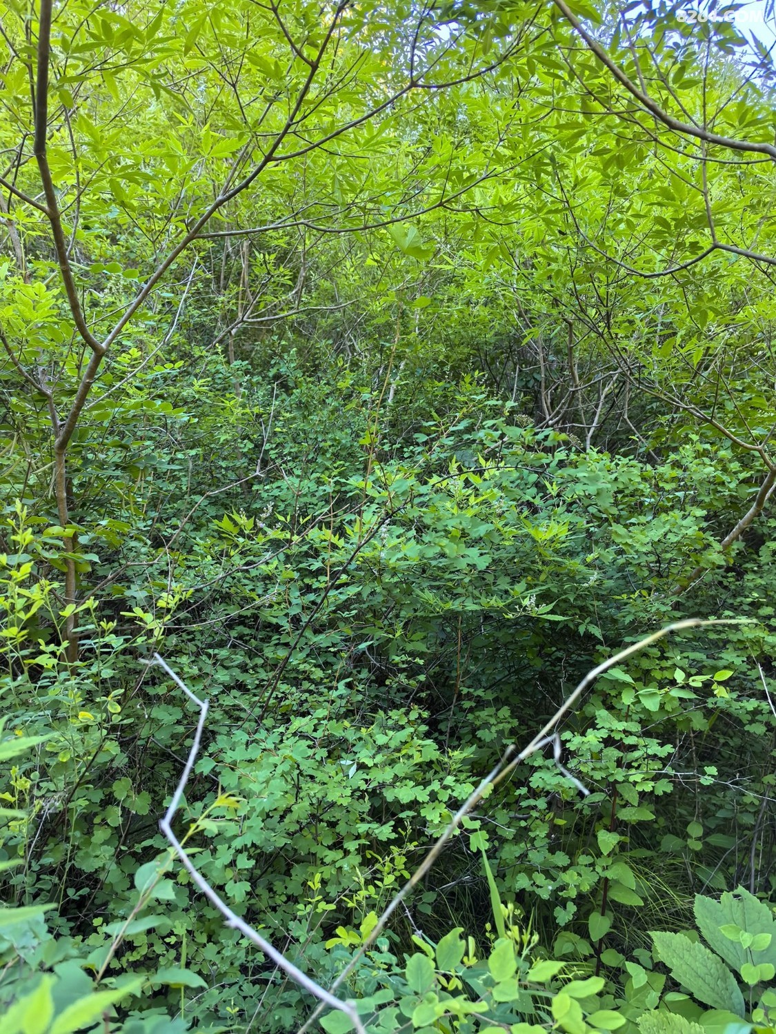 IMG_20250706_091355.jpg