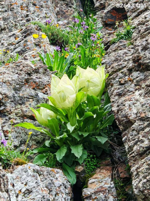 ŽܻϮԴͽ,Сͬ/.,,ӷ.,־.Ʊȫ.8:40ʼ 89ɽ·ǰϿ733ߴԽ+Ģͽ+Ӱͽ2-1370ԪȺԱ60Ԫһĩ8710С˷紵-ɽ+ߴԽѰӰӰͽ2-1370ԪȺԱ60Ԫ30Ŷӣʱ½һվʽֱӵ繫˾Ҳҵ΢Ŵ졿,³,.ɽ,ɽϿ,彭Ȫ, ɿк,,,ɣ˹ľ,ʲ,һΣ999շƱػƱ:·msӰǡؼƱ25,޳,ʱ,ѡλ,ɿǧ򡷡Ұά˹ء彭Ȫˮ硷СŻ:/Ե/һ/ˮ//̹://˲΢/18016857837/15299492681ƺӪؽմǵŵ:Ž,߻,֯,ִ+ḻĻ,עذȫʵ.ǵĲ:,ϸ..PPT.,ӭֺŽӪؿʼԤԼ, ϶Ա,ԼӪ,DIY-տ-ӪѹԿսϷ