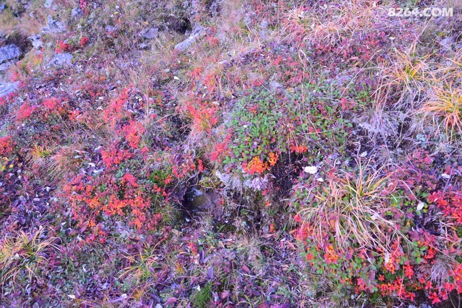 DSC_0037.jpg