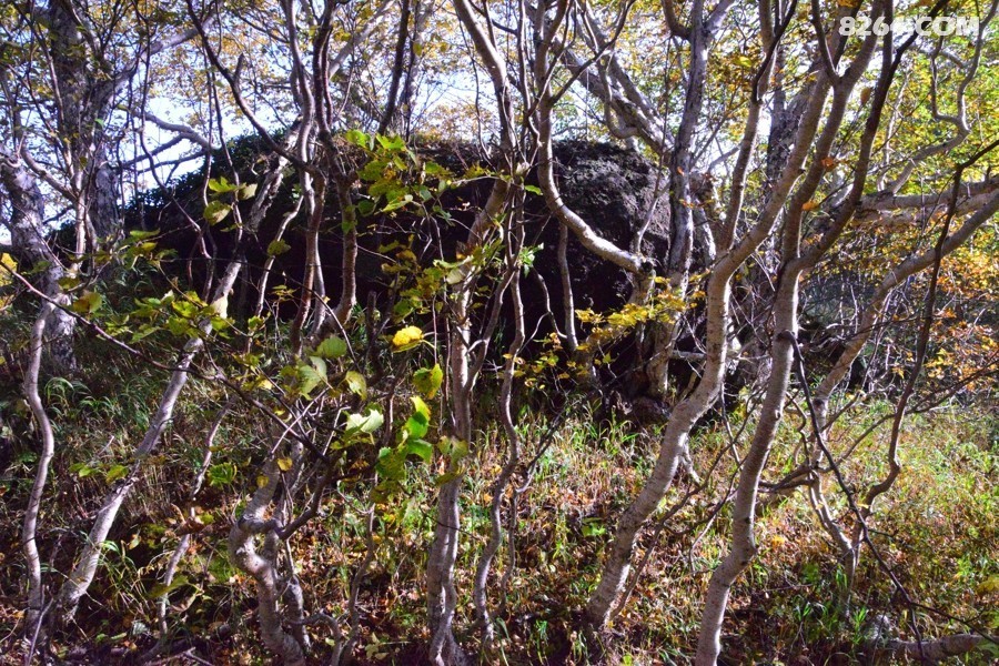 DSC_0041.jpg