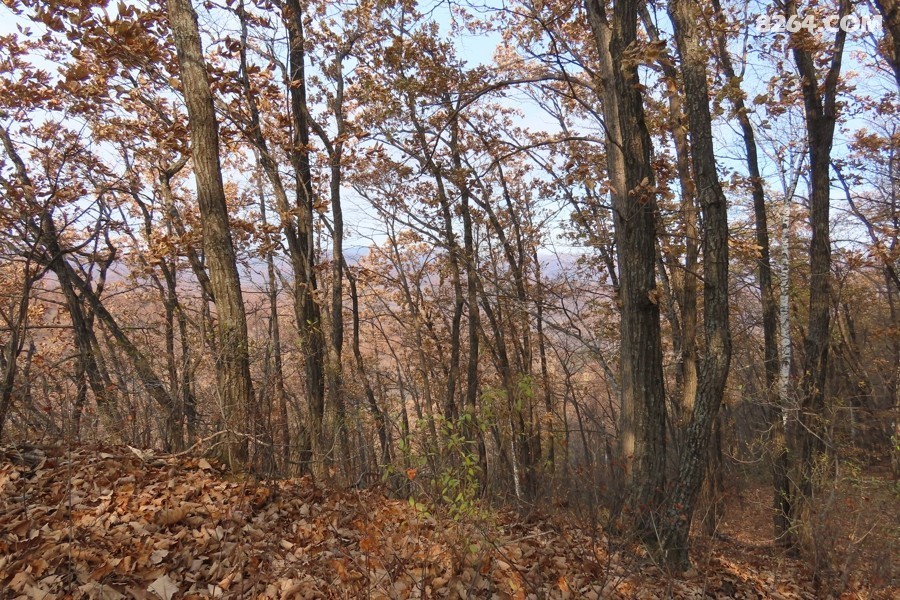 IMG_7251.jpg