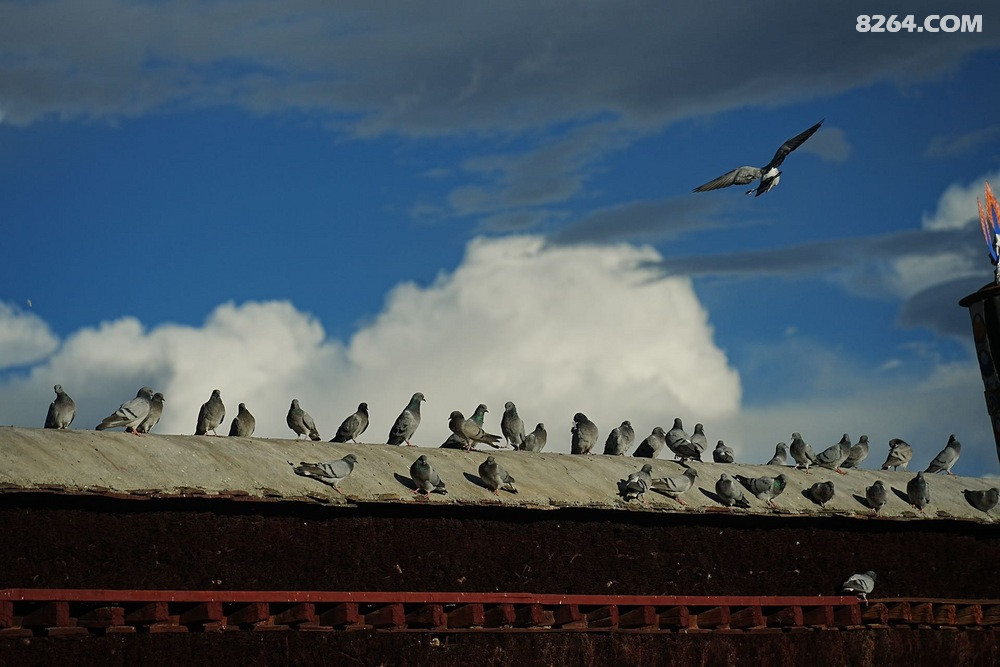 ��ʲ�ײ��µĸ���