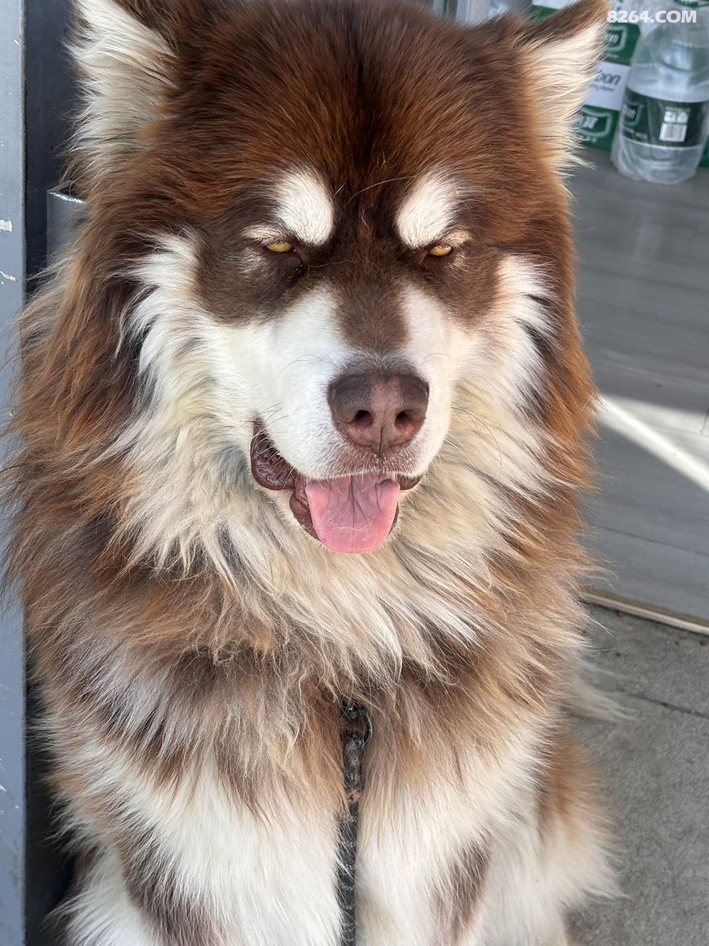 �տ����վ���ػ����������������