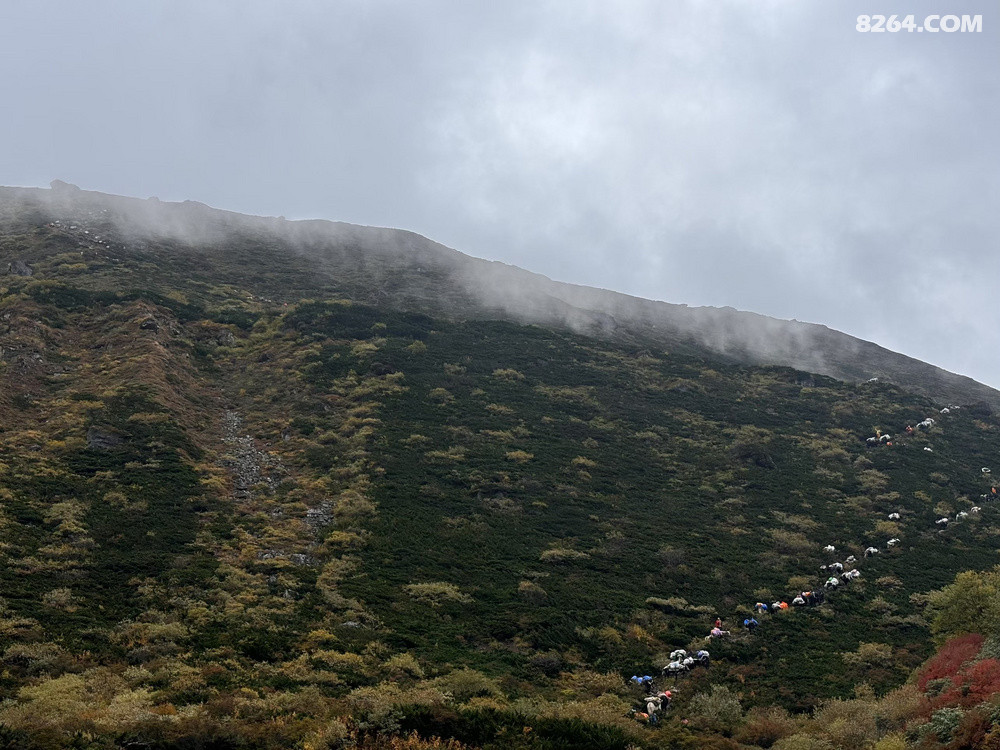 �ȸ£������µ�ţ��