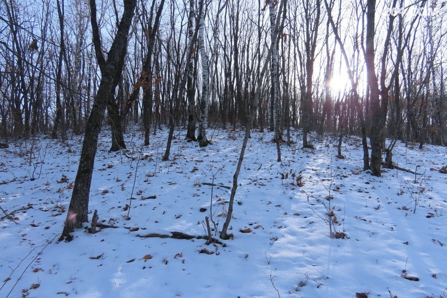 IMG_7994.jpg