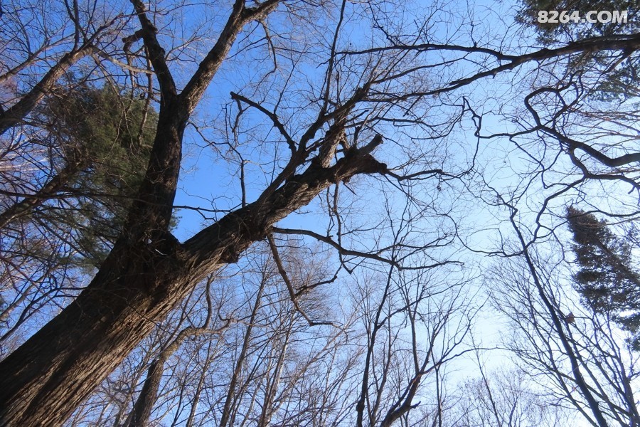 IMG_8166.jpg