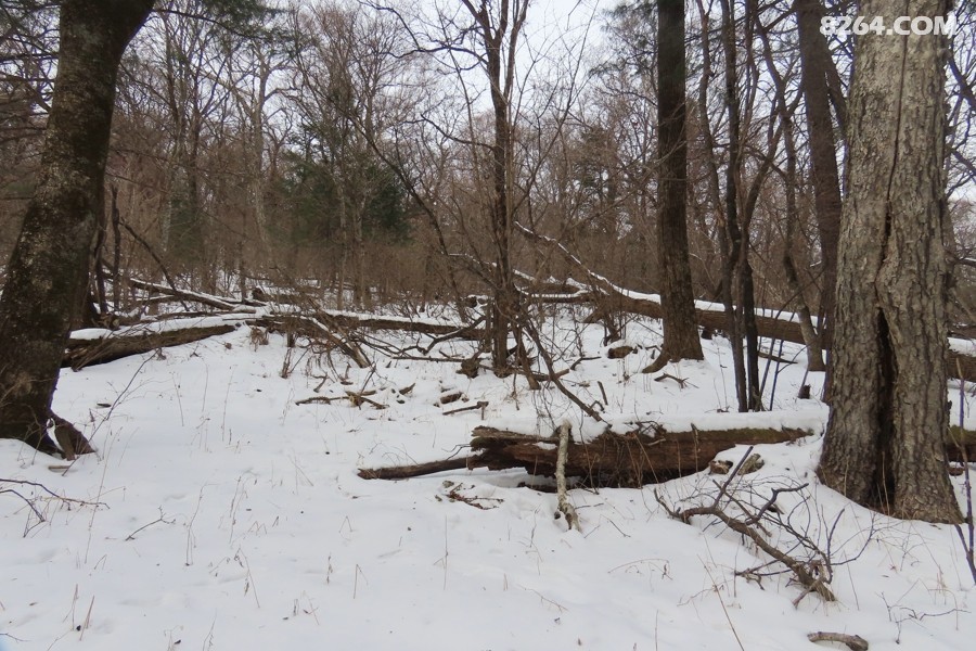IMG_8348.jpg