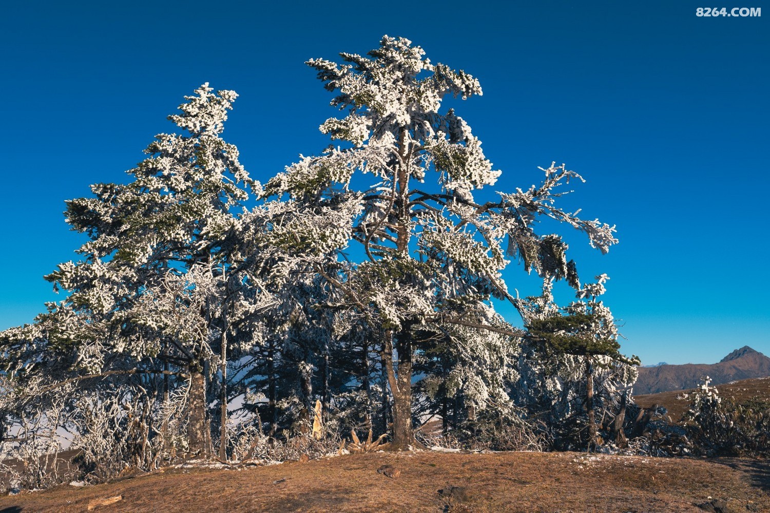 PANA6645 ����.jpg