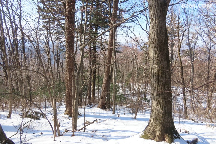 IMG_8555.jpg
