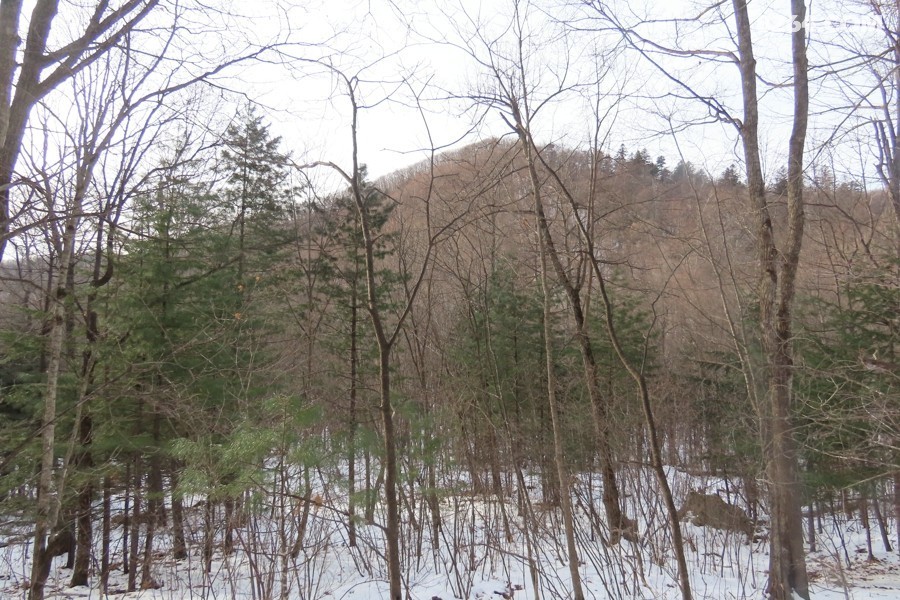 IMG_8590.jpg