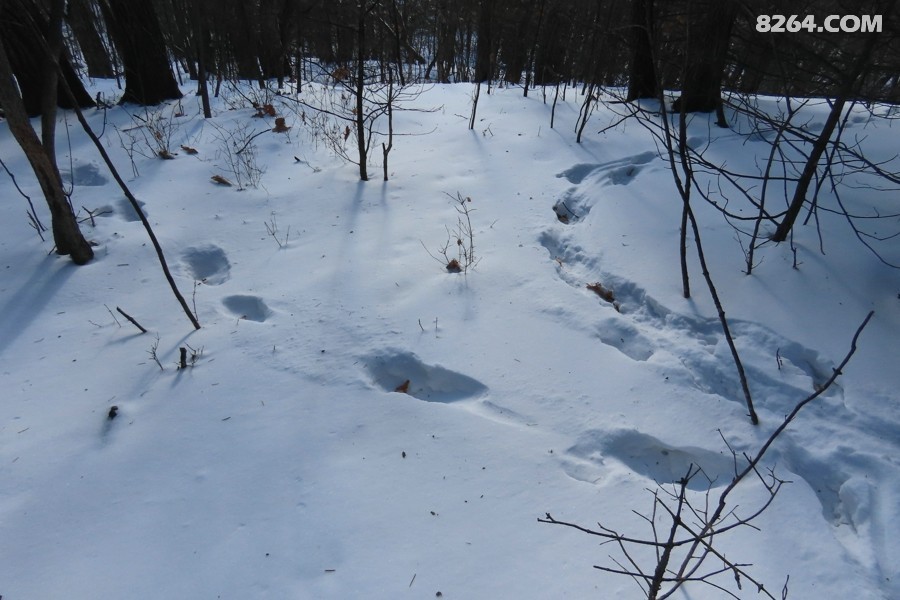 IMG_8756.jpg