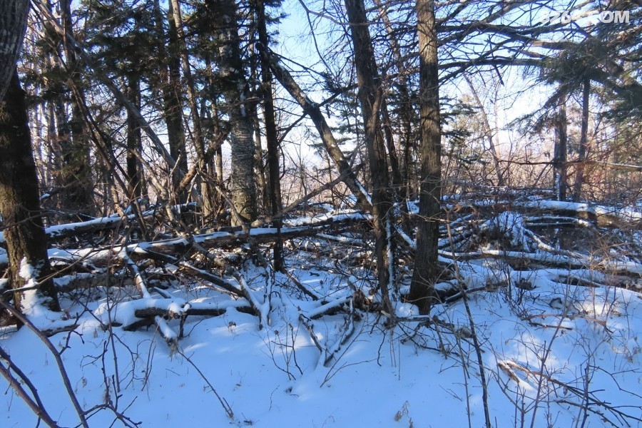 IMG_8806.jpg