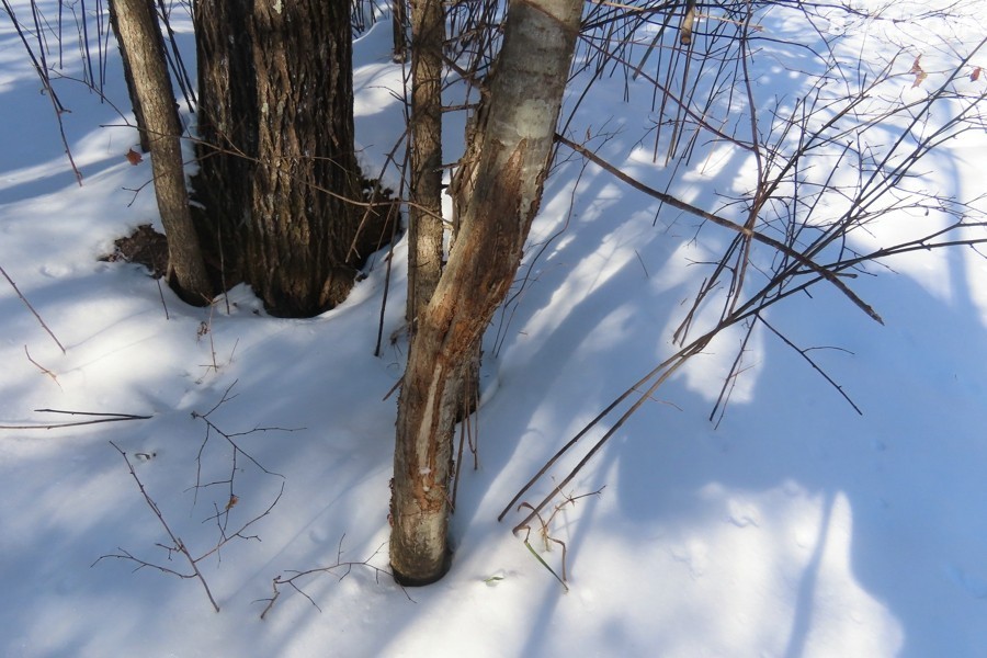 IMG_9074.jpg