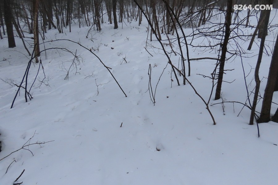 IMG_9275.jpg