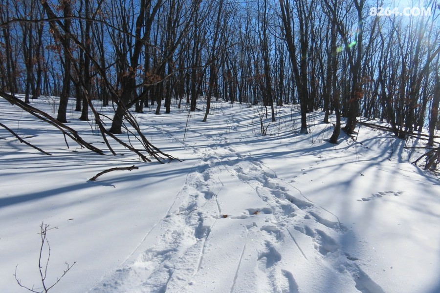 IMG_9524.jpg