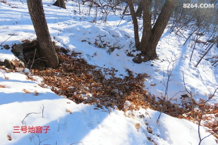 IMG_9584.jpg