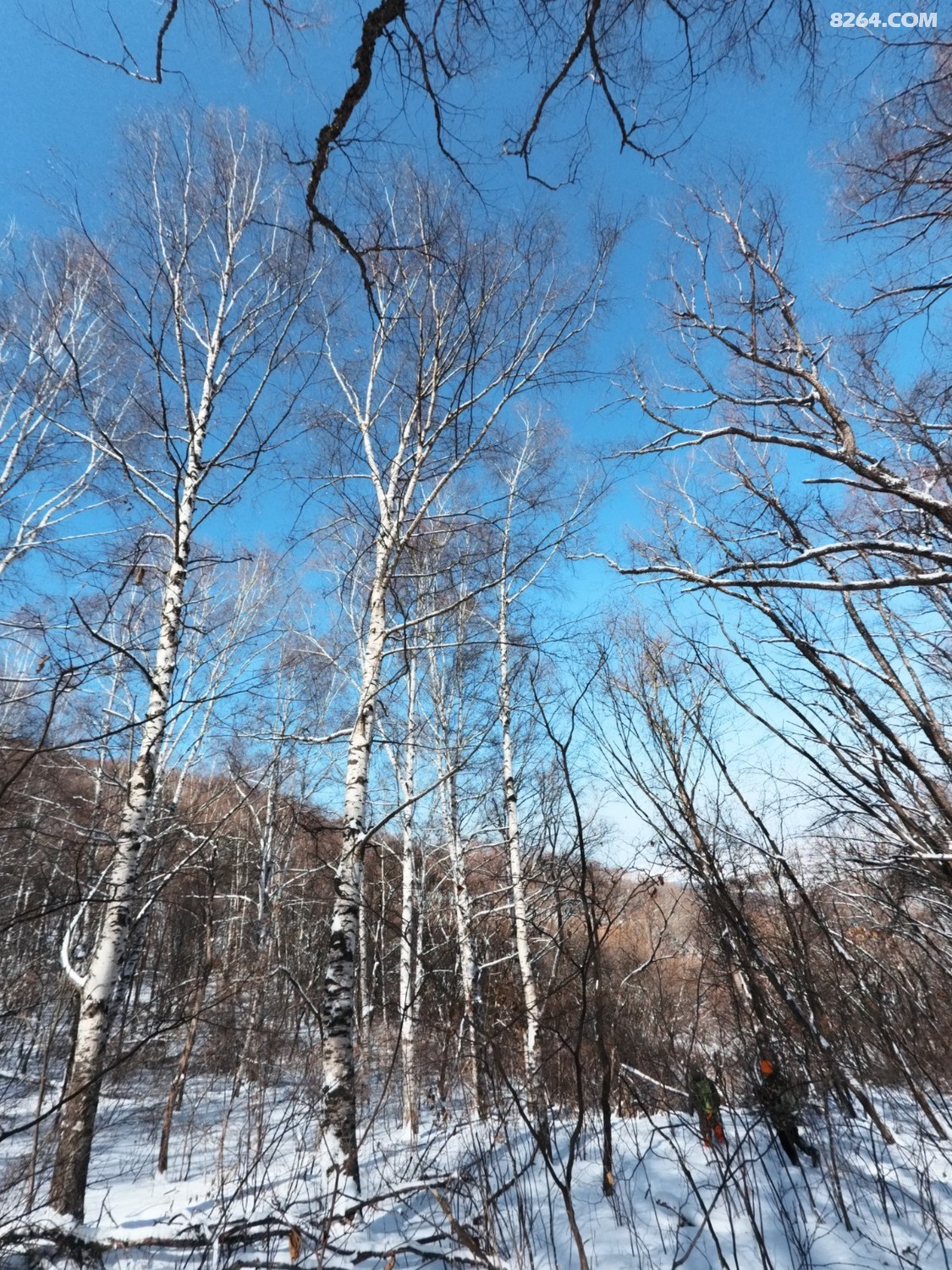 IMG_20260307_121828_739.jpg