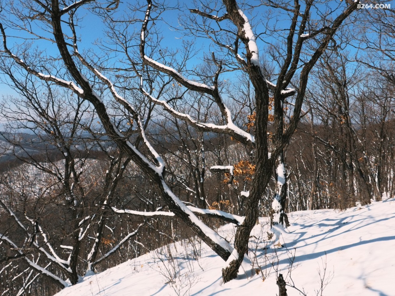 IMG_20260307_113246_676.jpg