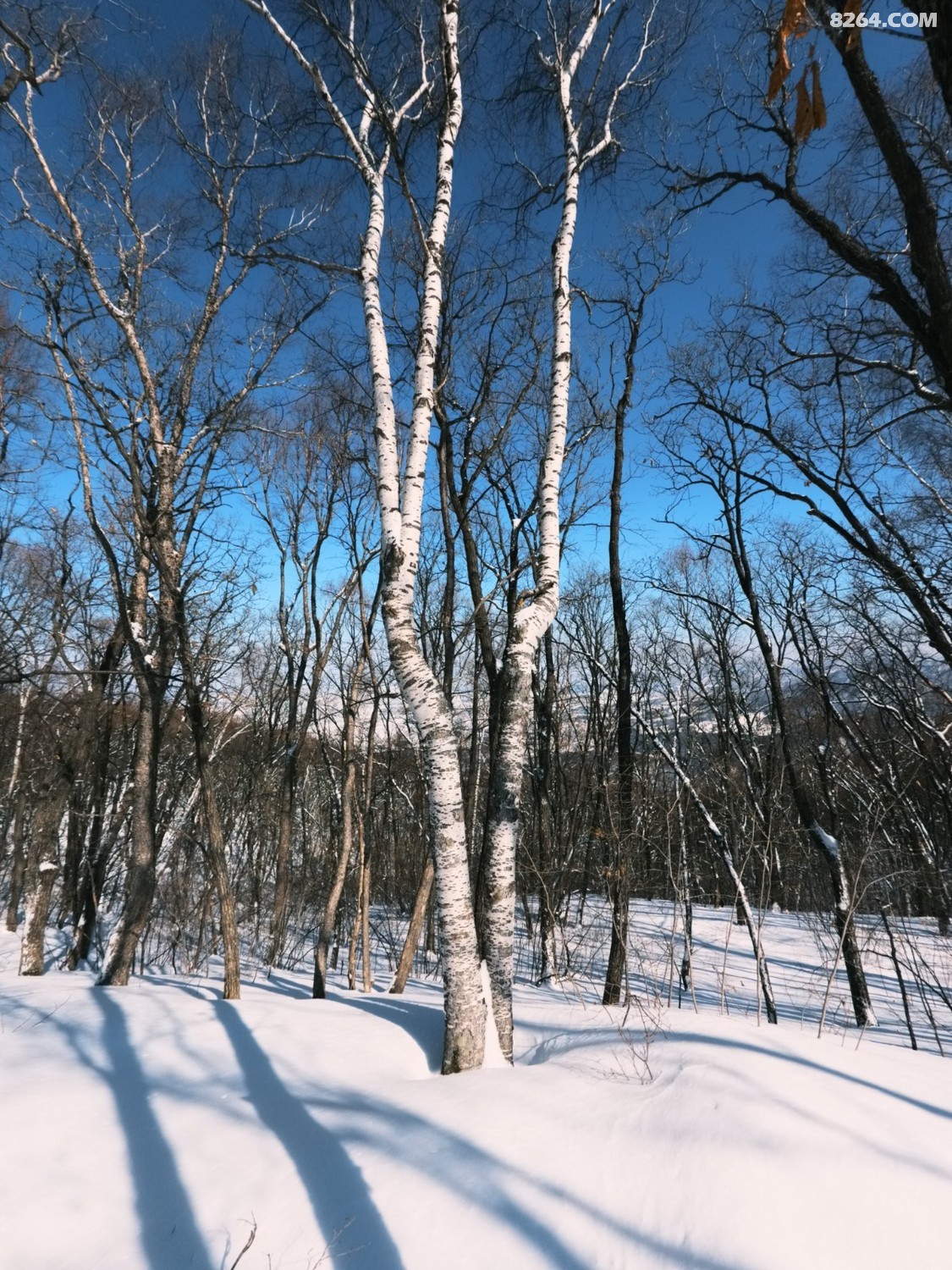 IMG_20260307_113459_686.jpg