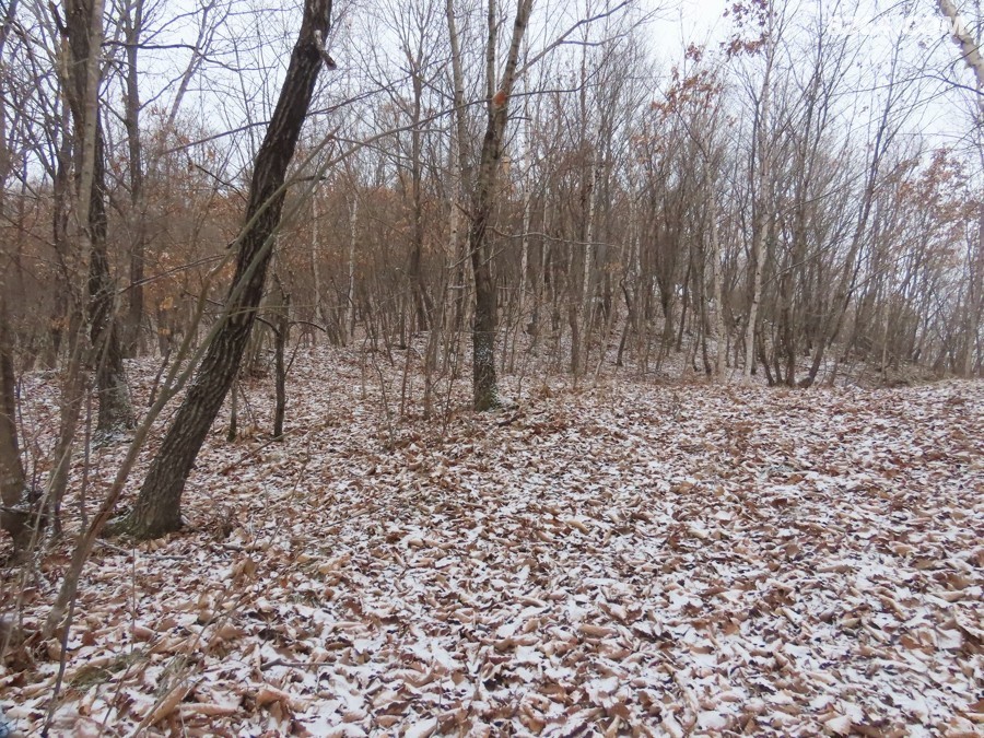 IMG_8439.jpg
