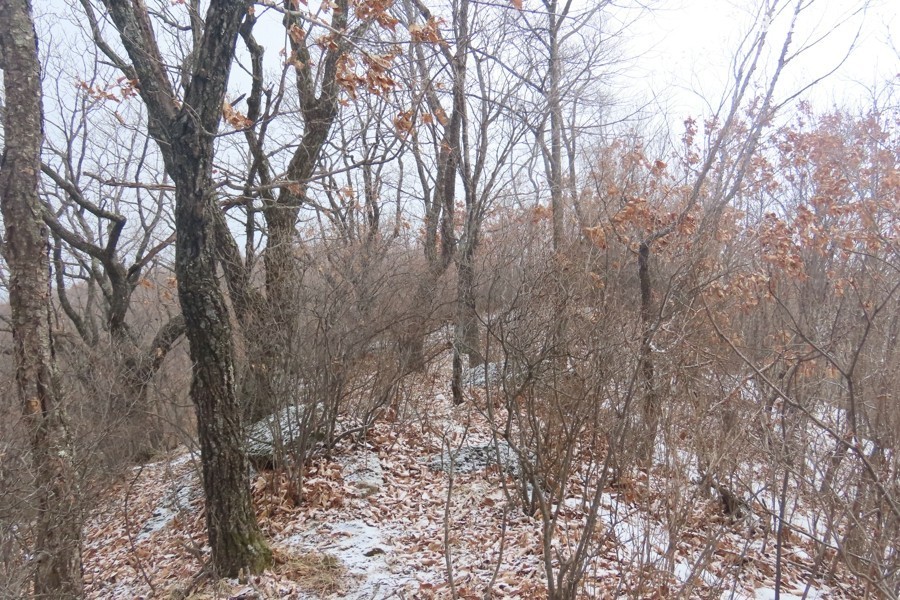 IMG_8453.jpg