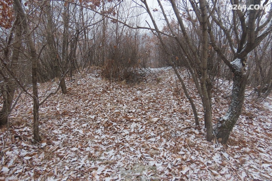 IMG_8456.jpg
